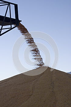 Surplus corn being piled up