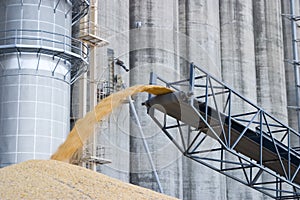 Surplus corn piled on the ground