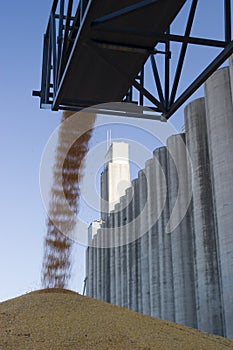 Surplus corn at the silo