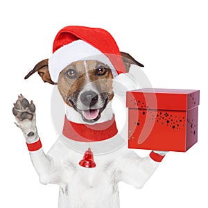 Surprise christmas dog with a present box