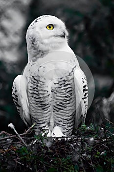 Surprise half-turn. White polar owl in summer, wild bird of prey, expressive yellow eyes