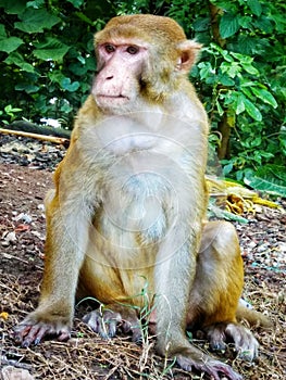 Surprise monkey portrait close up, innocent monkey portrait