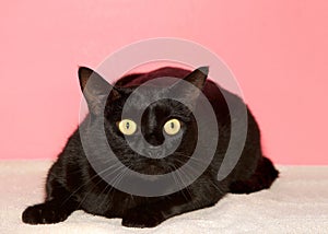 Surprised anxious black cat with yellow eyes on blanket pink background