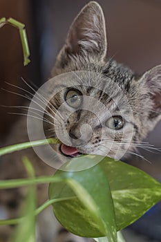 Surprised big eyed cat looking at the camera