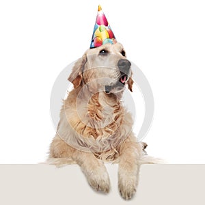 Surprised birthday labrador with paws hanging looks up to side