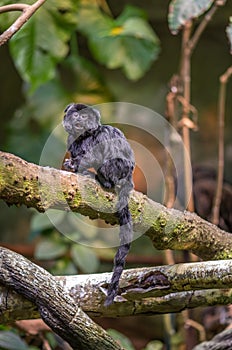 Surprised Black Goeldi Tiny Monkey Looking Straitgh at You