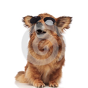 Surprised brown dog with sunglasses looks up to side