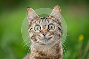 Surprised Cat With Big Eyes, Adorably Funny, Against A Green Backdrop