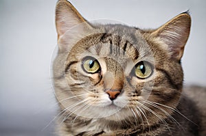 Surprised Cat with Big Eyes Closeup, Caught in Thoughtful Contemplation.