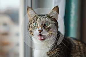 Surprised cat with big eyes and wide open mouth