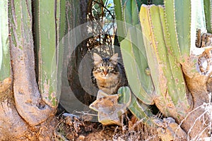 Surprised cat with cactus  in mineral de pozos guanajuato, mexico