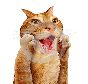 Surprised Cat Expression photo