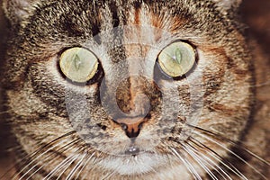 Surprised cat face portrait close-up