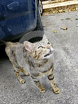 Surprised Cat / Gatto Sorpreso