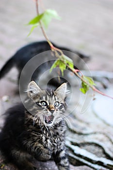 Surprised cat, kitten with open mouth,kitten playing with a plant, feline fun, kitten with leaves, kitten playing in the street