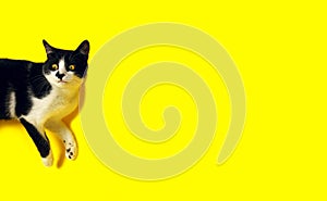 Surprised cat over yellow background, cropped shot, horizontal view. Pets, advertising background concept.