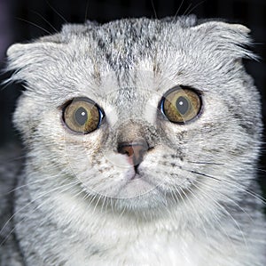 Surprised cat Scottish lop-eared