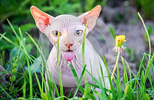 Surprised cat showing tongue