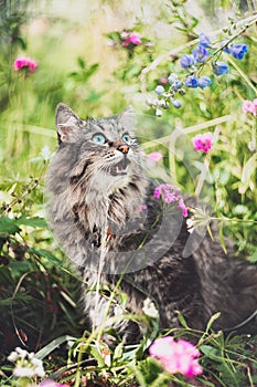 Surprised cat sits in the garden, looks at the flowers and meows.