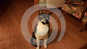 Surprised Cat Wyllson photo