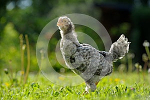 Surprised Chicken with Open Beak Looking at Camera with Curiosity