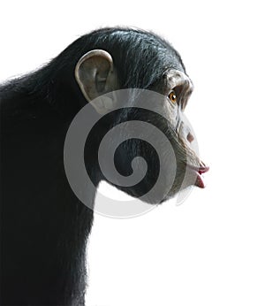 Surprised chimpanzee isolated on white