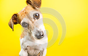 Surprised curious lovely dog portrait on yellow background.