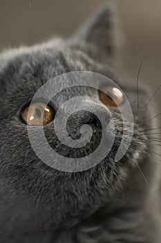 Surprised and cute British shorthair blue  kitten looking up