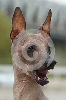 Surprised dog breed Peruvian Hairless Dog Inca Peruvian Orchid, Inca Hairless Dog, Virigo, Calato, Mexican Hairless Dog photo