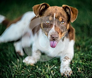 Surprised dog look showing tongue