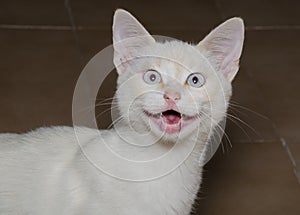 Surprised european cat with opened mouth