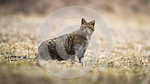 Surprised European wildcat looking attentively to camera in nature
