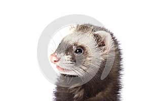 The surprised face ferret