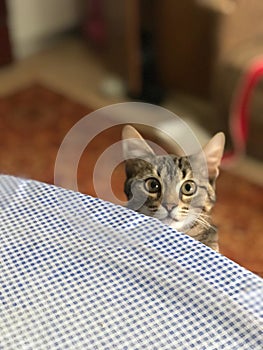 Surprised face of a young kitten who practically climbed on the table and inquisitively looks out for something!