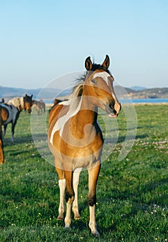 Surprised and funny horse in the nature reserve of Lake Baikal