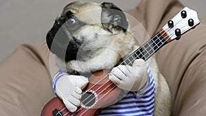 Surprised funny pug dog singer with a guitar, dog musician guitarist on a soft chair bag