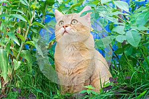 Surprised ginger cat in a thicket of grass with eyes wide open close up