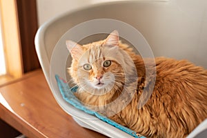 Surprised glance of cute ginger cat in pet bed