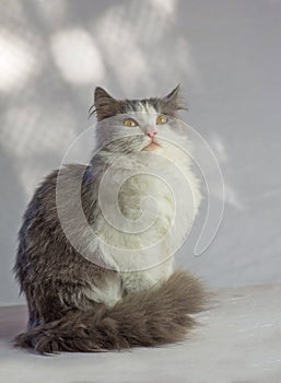 Surprised gray fluffy cat. Cat on a white background photo