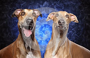 Surprised Greyhound dog on blue background