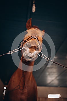 Surprised horse in the stall, close up view of fun horse snout with copy space