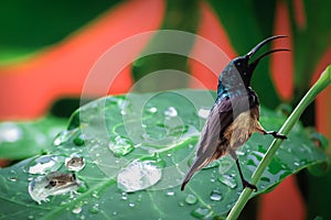 Surprised humming bird