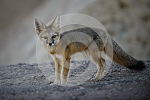 Surprised kit fox photo