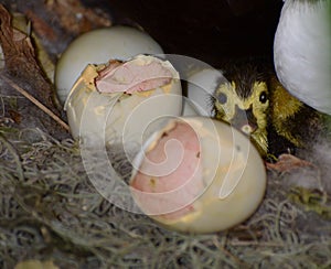 Surprised look of newborn duckling