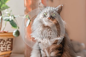 Surprised look of a pet cat