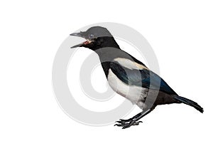 Surprised Magpie on white background.