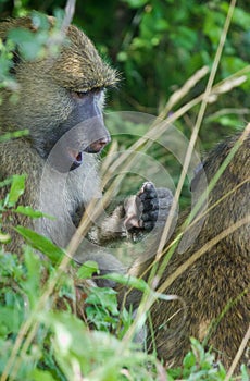 The surprised monkey funny close-up