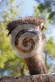 Surprised ostrich