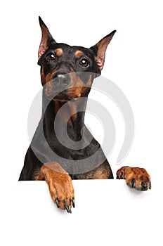 Surprised Pinscher look above banner