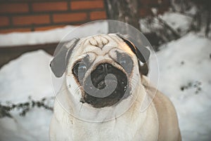 Surprised pug on the snow